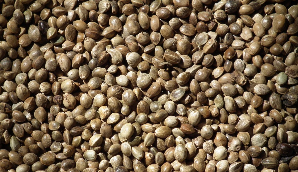 Hemp-Seed-Benefits