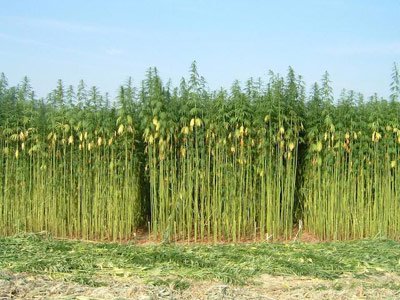 Industrial-Hemp